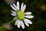 Entireleaf western daisy